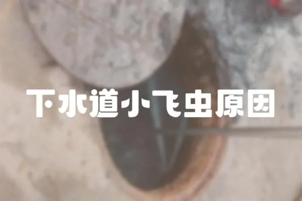 下水道小飛蟲原因