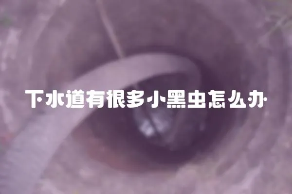 下水道有很多小黑蟲怎么辦