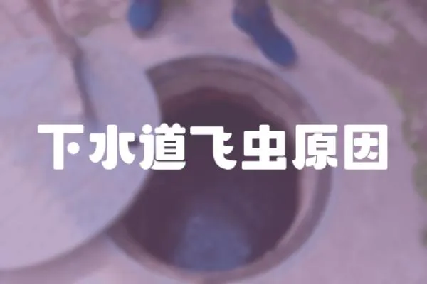 下水道飛蟲原因