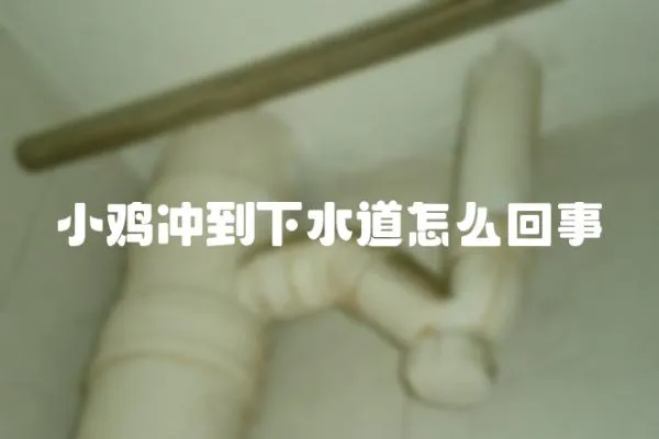 小雞沖到下水道怎么回事