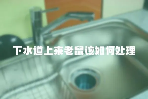 下水道上來(lái)老鼠該如何處理