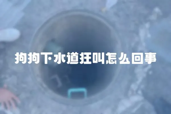 狗狗下水道狂叫怎么回事