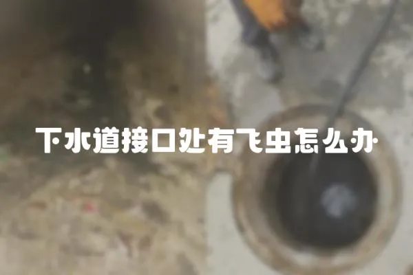 下水道接口處有飛蟲怎么辦