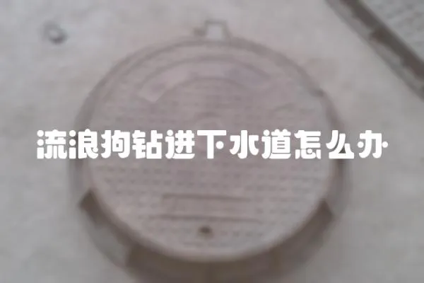 流浪狗鉆進下水道怎么辦