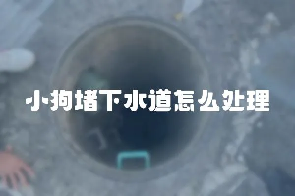 小狗堵下水道怎么處理