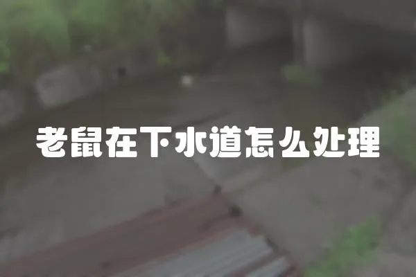 老鼠在下水道怎么處理