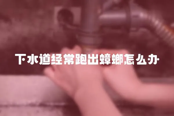 下水道經(jīng)常跑出蟑螂怎么辦