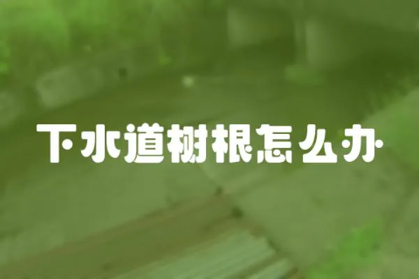 下水道樹根怎么辦