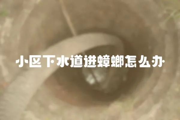 小區下水道進蟑螂怎么辦