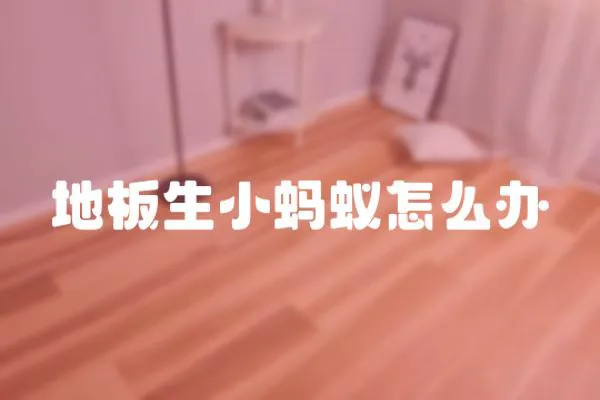 地板生小螞蟻怎么辦
