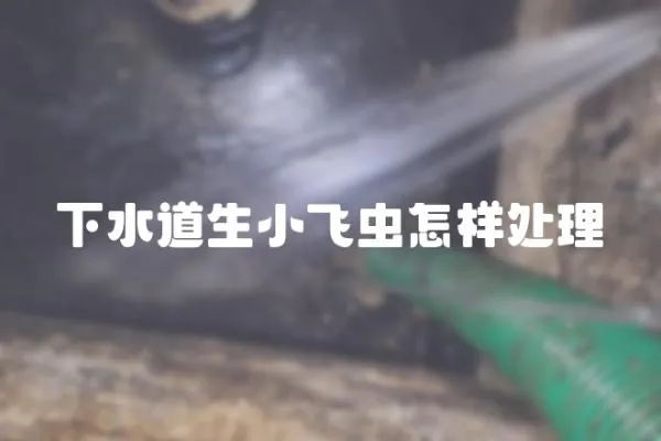 下水道生小飛蟲怎樣處理