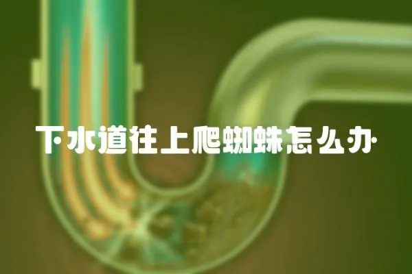 下水道往上爬蜘蛛怎么辦