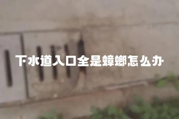 下水道入口全是蟑螂怎么辦