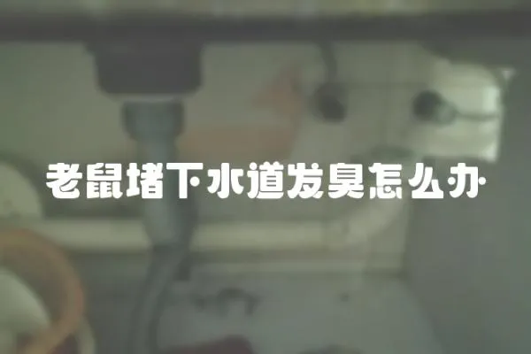 老鼠堵下水道發臭怎么辦