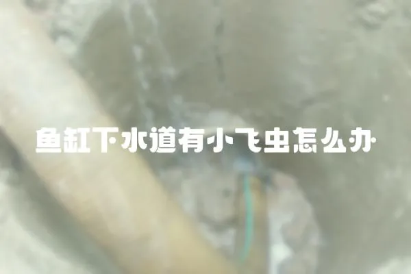 魚缸下水道有小飛蟲怎么辦