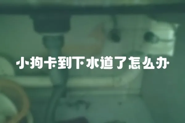 小狗卡到下水道了怎么辦