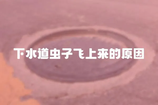 下水道蟲子飛上來的原因