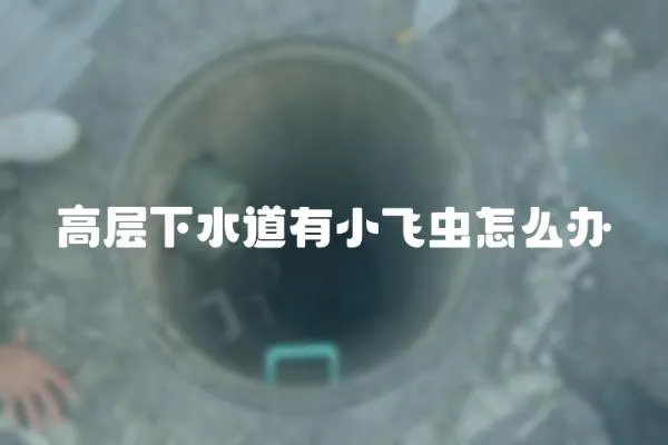 高層下水道有小飛蟲怎么辦