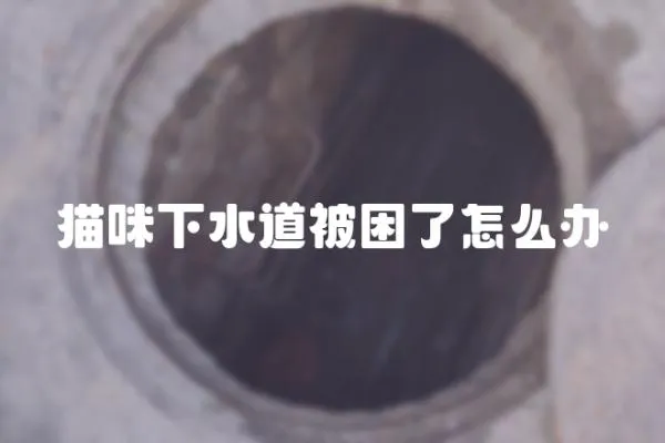 貓咪下水道被困了怎么辦