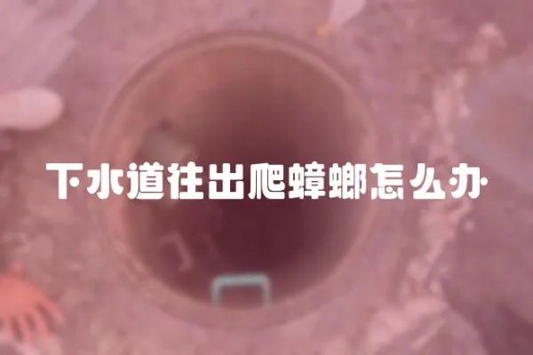 下水道往出爬蟑螂怎么辦