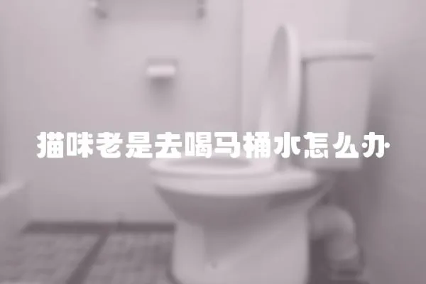 貓咪老是去喝馬桶水怎么辦