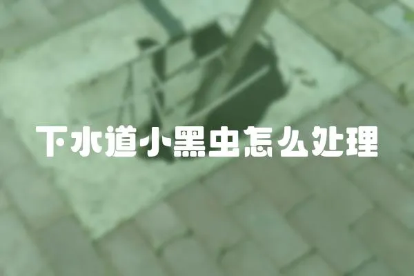 下水道小黑蟲怎么處理