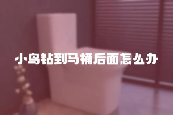 小鳥鉆到馬桶后面怎么辦