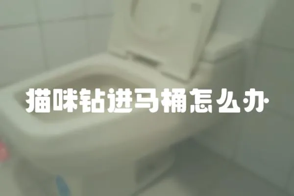 貓咪鉆進馬桶怎么辦