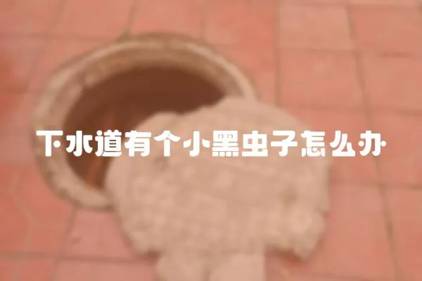 下水道有個小黑蟲子怎么辦