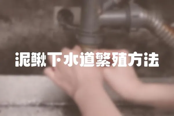 泥鰍下水道繁殖方法