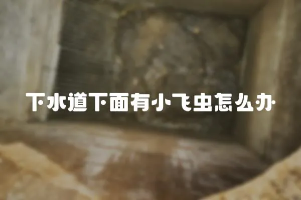 下水道下面有小飛蟲怎么辦