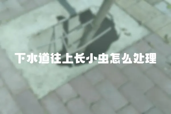 下水道往上長小蟲怎么處理