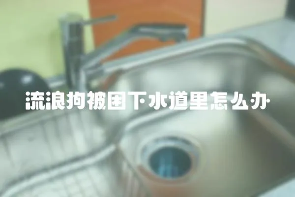 流浪狗被困下水道里怎么辦