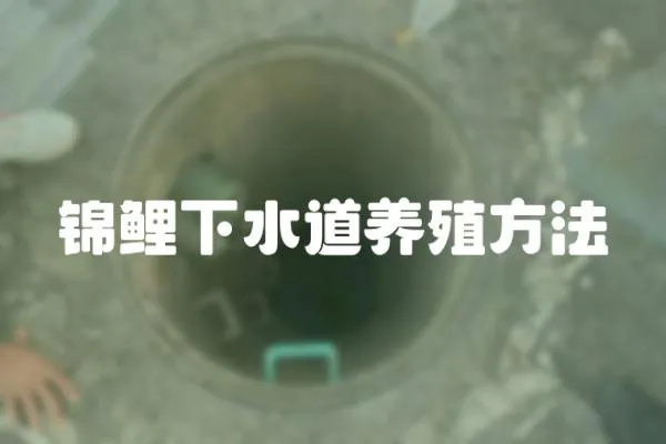 錦鯉下水道養殖方法