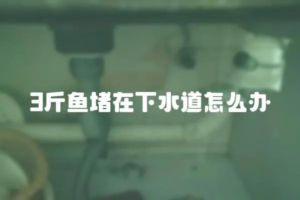 3斤魚堵在下水道怎么辦