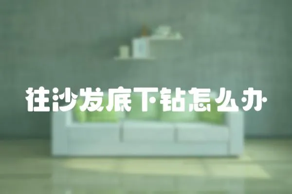 往沙發底下鉆怎么辦