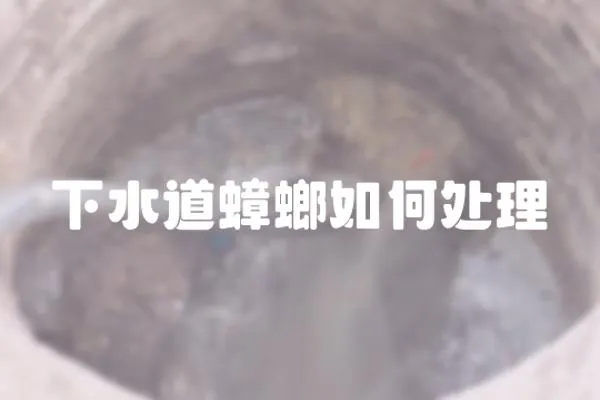 下水道蟑螂如何處理