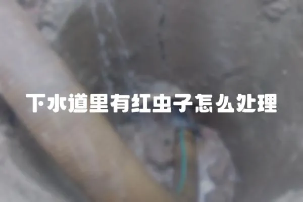 下水道里有紅蟲子怎么處理
