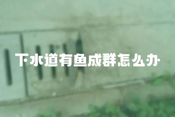 下水道有魚成群怎么辦
