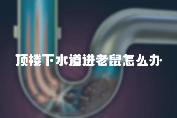 頂樓下水道進(jìn)老鼠怎么辦