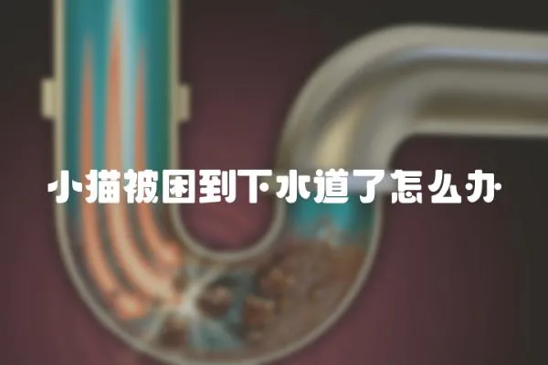 小貓被困到下水道了怎么辦