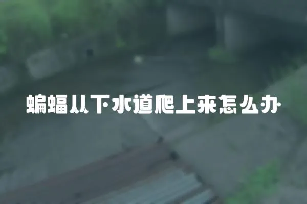 蝙蝠從下水道爬上來(lái)怎么辦