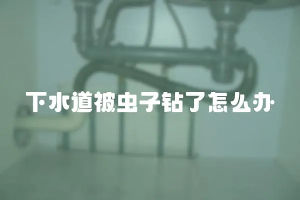 下水道被蟲子鉆了怎么辦