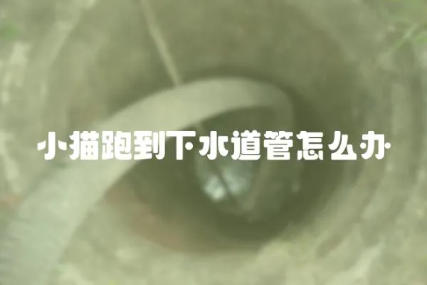 小貓跑到下水道管怎么辦