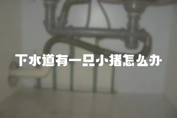下水道有一只小豬怎么辦