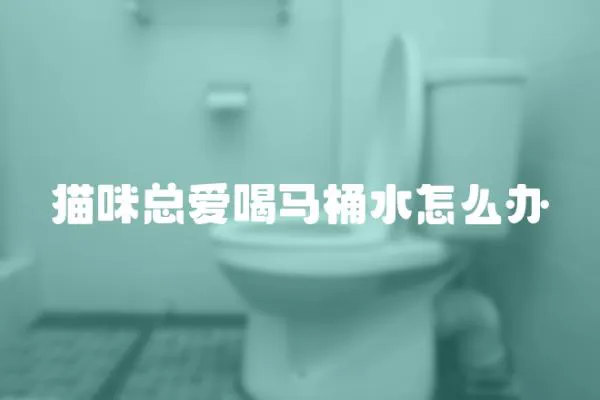 貓咪總愛喝馬桶水怎么辦