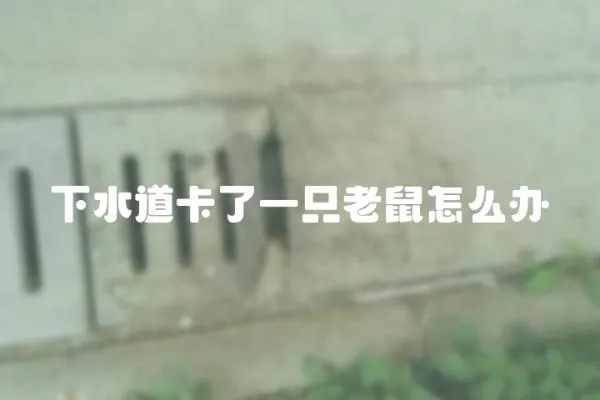 下水道卡了一只老鼠怎么辦