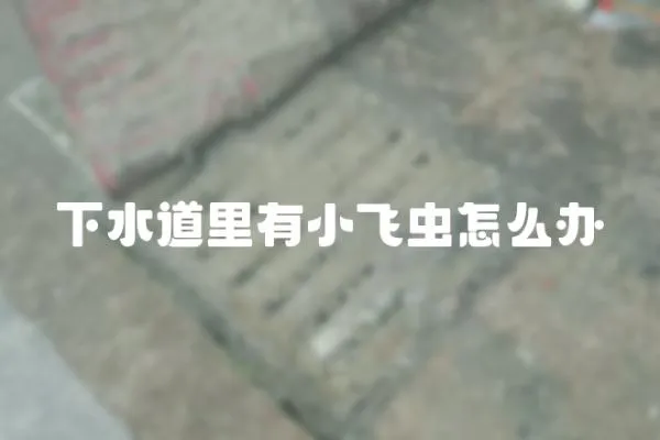 下水道里有小飛蟲怎么辦