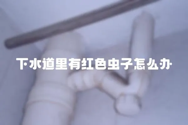 下水道里有紅色蟲(chóng)子怎么辦