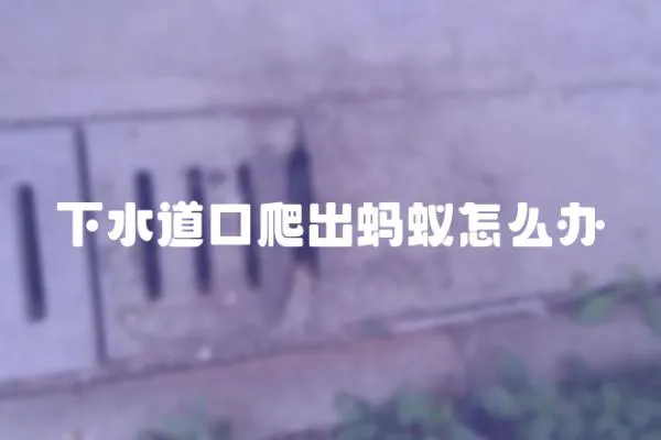 下水道口爬出螞蟻怎么辦